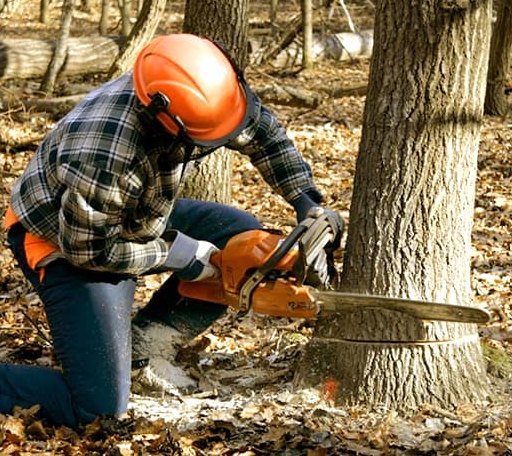 Tree Removal in Burlington, WV